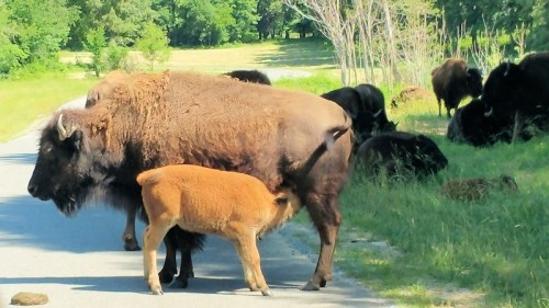 A bison calf nursing from its mother on a road, with other bison grazing in the background.