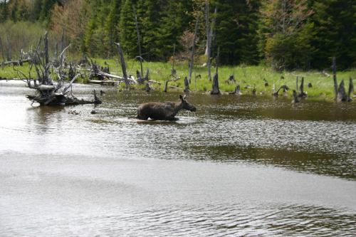 A moose wades through a calm river surrounded by trees and fallen logs.