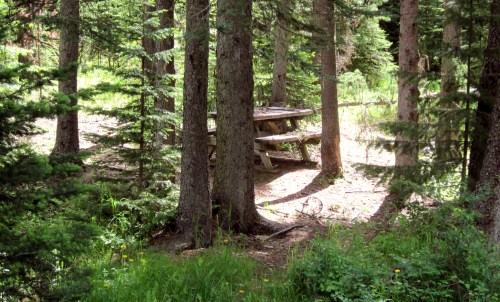 A secluded picnic table surrounded by tall trees in a lush forest setting. Sunlight filters through the branches.