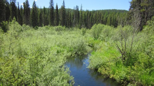Lush green landscape with a winding stream surrounded by dense trees and shrubs under a clear blue sky.