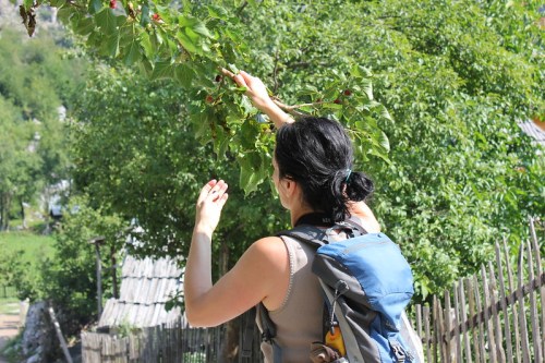 A person with a backpack reaches for fruit on a tree branch in a lush, green outdoor setting.