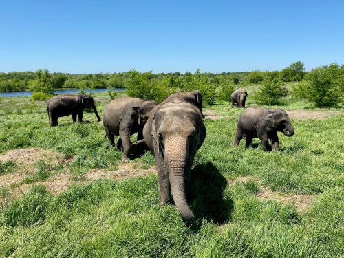 A group of elephants walking through a grassy area near a body of water under a clear blue sky.