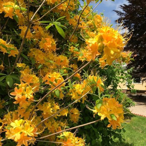 Bright yellow flowers bloom on a lush green bush under a clear blue sky.