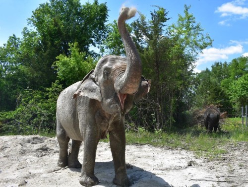 An elephant raises its trunk in a natural setting, surrounded by trees and blue sky. Another elephant is visible in the background.