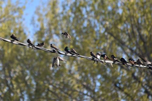 A line of various birds perched on a power line against a backdrop of green trees.