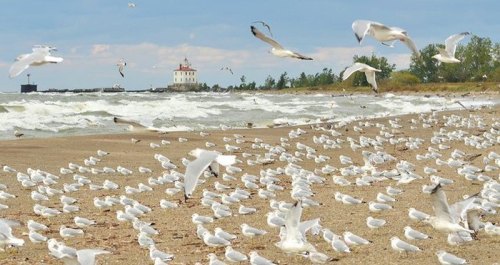 A sandy beach with numerous seagulls flying and resting, waves crashing in the background, and a lighthouse in the distance.