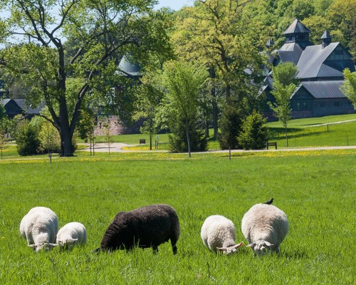 A group of sheep grazing in a lush green field, with a scenic building and trees in the background.