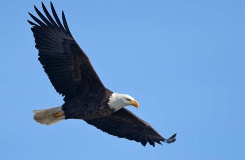 A bald eagle soaring gracefully against a clear blue sky.