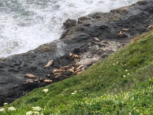 Seals resting on rocky shore near the ocean, with waves crashing and green grass in the foreground.