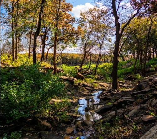 A serene forest scene with trees, lush greenery, and a small stream reflecting the sky.