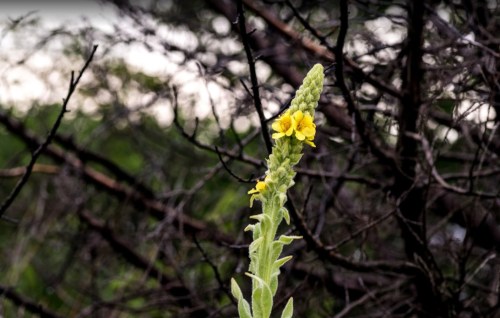 A tall, slender plant with yellow flowers stands against a backdrop of dark, tangled branches.
