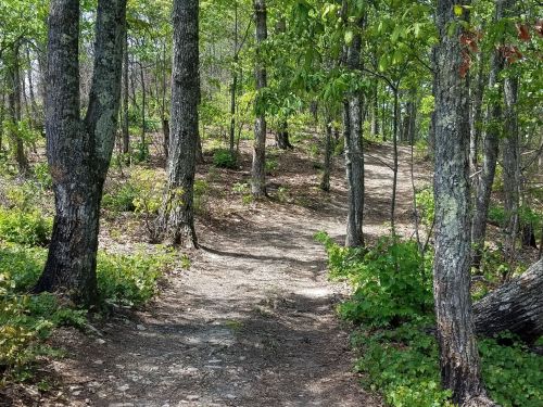 A forest path diverges between trees, surrounded by greenery and dappled sunlight.