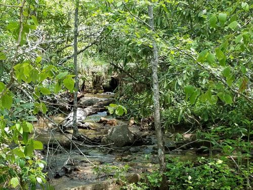 A serene forest scene with a small stream flowing through lush greenery and rocks.