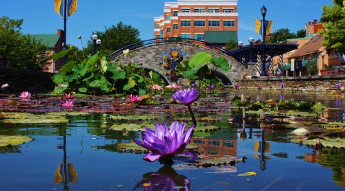 A serene pond with blooming purple and pink water lilies, reflecting a blue sky and buildings in the background.