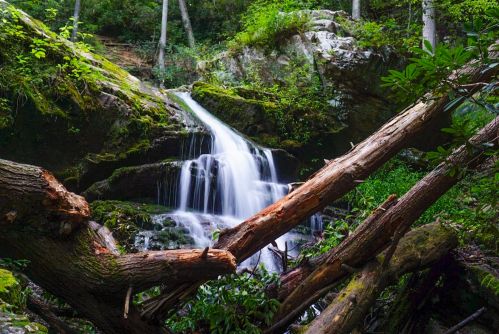 A serene waterfall cascades over rocks, surrounded by lush greenery and fallen tree branches in a tranquil forest setting.