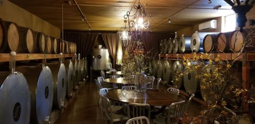 A cozy wine cellar with large barrels, a wooden table, and decorative plants under warm lighting.