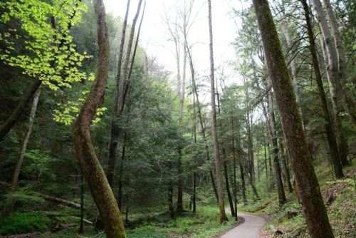 A winding path through a lush green forest with tall trees and soft light filtering through the leaves.