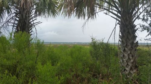 A view of a marshy landscape framed by palm trees, with overcast skies and greenery in the foreground.