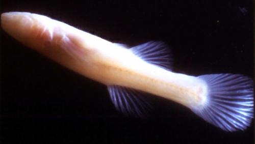 A translucent fish with long, delicate fins swimming against a dark background.