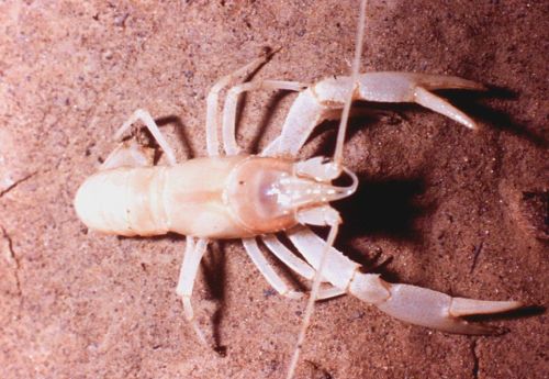 A pale-colored crayfish with prominent claws, resting on a sandy surface.