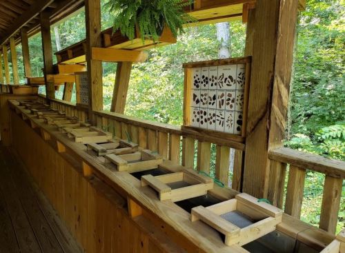 Wooden display with shallow trays and a nature-themed wall panel, surrounded by greenery.