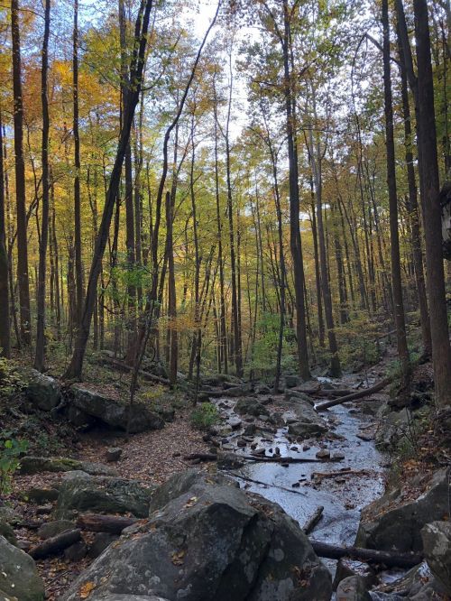 A serene forest scene with tall trees, autumn foliage, and a small stream flowing over rocks.