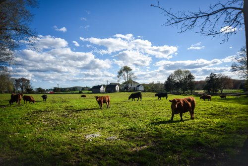 A sunny pasture with cows grazing, surrounded by trees and a farmhouse under a blue sky with fluffy clouds.