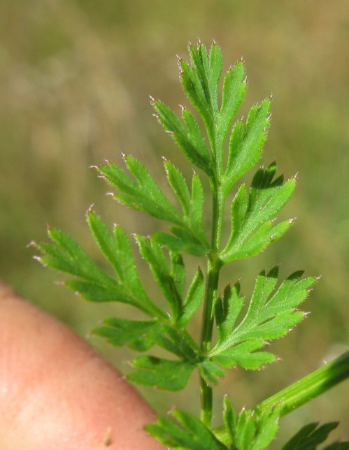 Close-up of a green, feathery leaf with jagged edges, held between fingers against a blurred natural background.