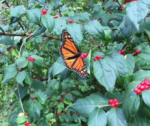 A Monarch butterfly perched on green leaves with red berries in a natural setting.