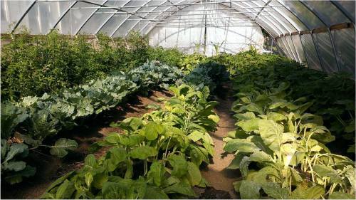 A greenhouse filled with various leafy green plants and vegetables, organized in neat rows under a clear roof.