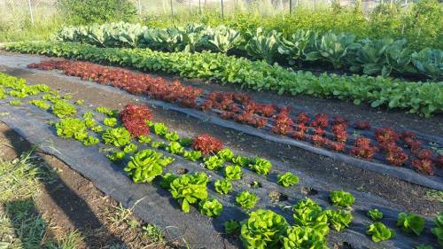 A vibrant vegetable garden with rows of green and red lettuce, surrounded by leafy greens and other crops.