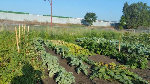A community garden with rows of leafy greens and vegetables under a clear blue sky, surrounded by a fence.