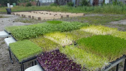 Trays of vibrant microgreens and seedlings in a garden setting, with wooden frames in the background.