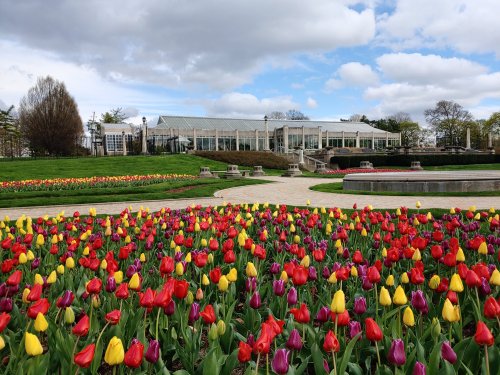 A vibrant garden filled with red, yellow, and purple tulips, with a glass greenhouse in the background under a cloudy sky.