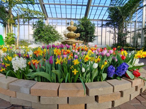 A vibrant display of colorful flowers, including tulips and daffodils, surrounding a fountain in a greenhouse.