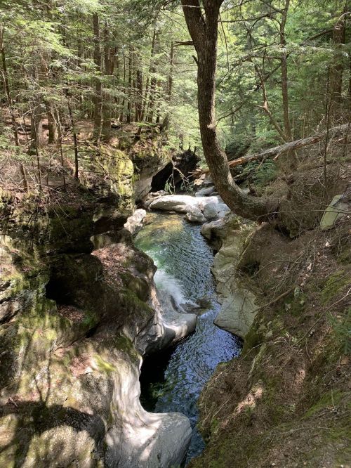 A serene forest scene featuring a winding river surrounded by moss-covered rocks and lush greenery.