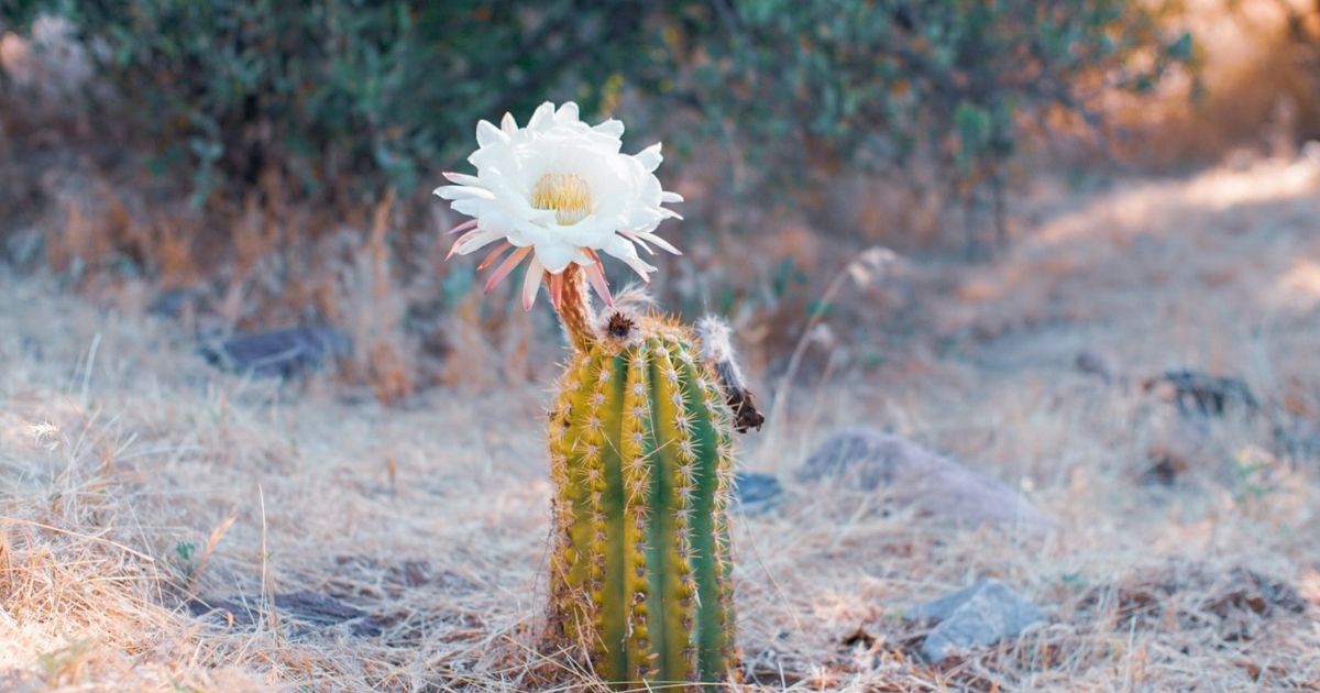 When Do Cactus Bloom in Arizona? Soon... Very Soon.