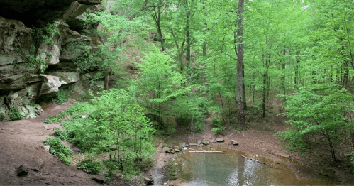 Lush green forest with a rocky cliff and a small stream running through, surrounded by trees and foliage.