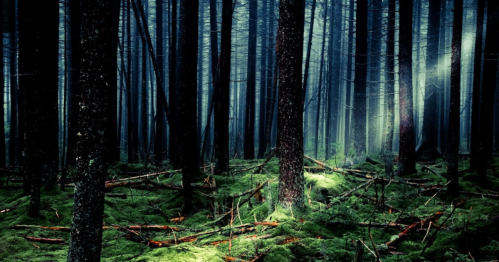 A dense forest with tall trees, dim lighting, and a carpet of green moss covering the ground.
