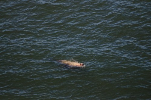 A seal swimming in dark blue water, partially submerged with its head above the surface.