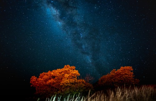 A starry night sky with the Milky Way above vibrant orange trees and tall grass in the foreground.