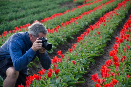 A man crouches in a field of red tulips, photographing the flowers with a camera.