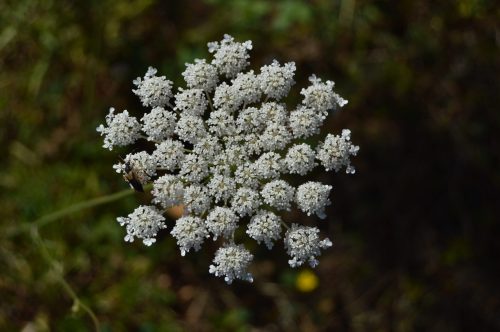 A close-up of a white flower cluster with tiny blossoms, set against a blurred green background.
