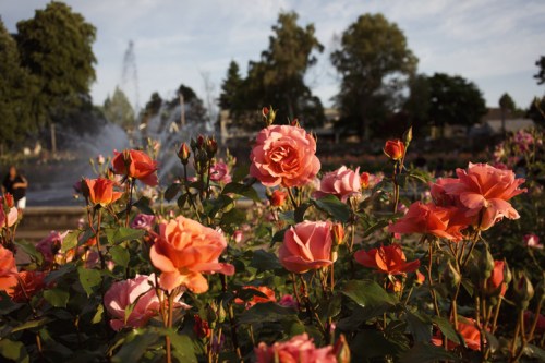 A vibrant garden filled with blooming pink and orange roses, with trees and a fountain in the background.