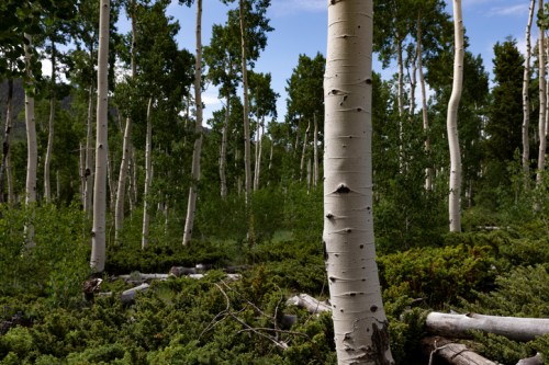A serene forest scene featuring tall, slender aspen trees amidst lush greenery and fallen logs.