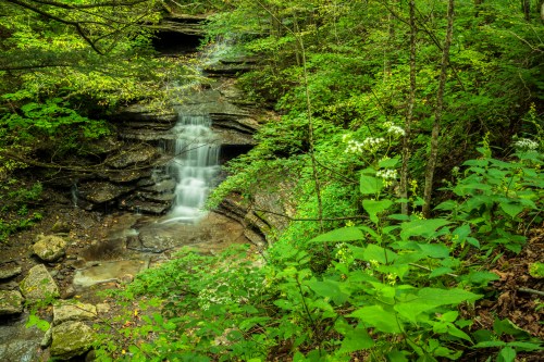 A serene waterfall cascades over rocky ledges, surrounded by lush green foliage and wildflowers in a tranquil forest setting.