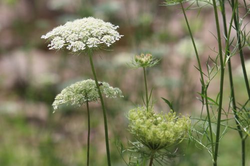 Delicate white flowers with feathery green foliage in a natural setting, softly blurred background.
