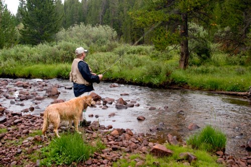 A person fishing by a stream with a golden retriever standing beside them in a lush, green landscape.