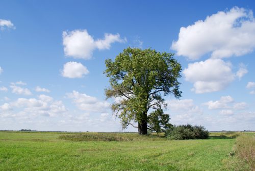 A solitary tree stands in a green field under a bright blue sky with fluffy white clouds.