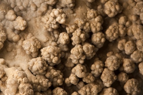 Close-up of textured, beige clusters resembling small, round formations on a sandy surface.